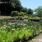 亀山公園花しょうぶ園