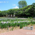 あわら北潟湖畔花菖蒲園