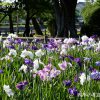 九華公園花菖蒲園