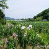 蓮華寺池公園の花しょうぶ