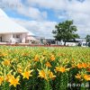 ゆりの里公園ユリーム春江