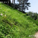 荘川ササユリ群生地