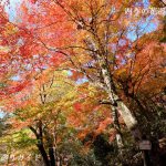 大井平公園の紅葉