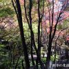 大矢田神社もみじ谷の紅葉