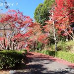 岡崎市東公園の紅葉