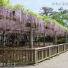 松坂城跡公園の藤棚