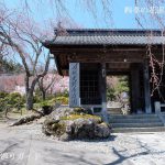 光前寺庭園の桜