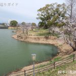 にごり池自然公園の桜