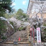 小倉公園の桜