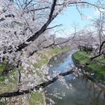 新境川堤の桜並木