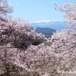 高遠城址公園の桜