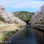 うぐい川の千本桜