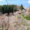 吉野山・中千本の桜