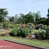 京都府立植物園のばら園