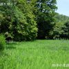 大田神社のかきつばた