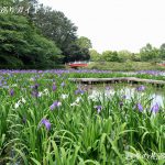 上野台公園のかきつばた