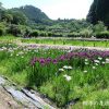 花の郷滝谷の花しょうぶ園