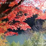 箕輪もみじ湖の紅葉