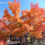 高遠城址公園の紅葉