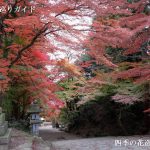 胡宮神社の紅葉