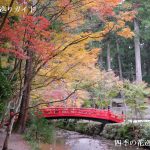 小國神社の紅葉