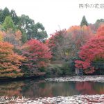 龍安寺の紅葉