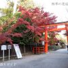 下鴨神社の紅葉